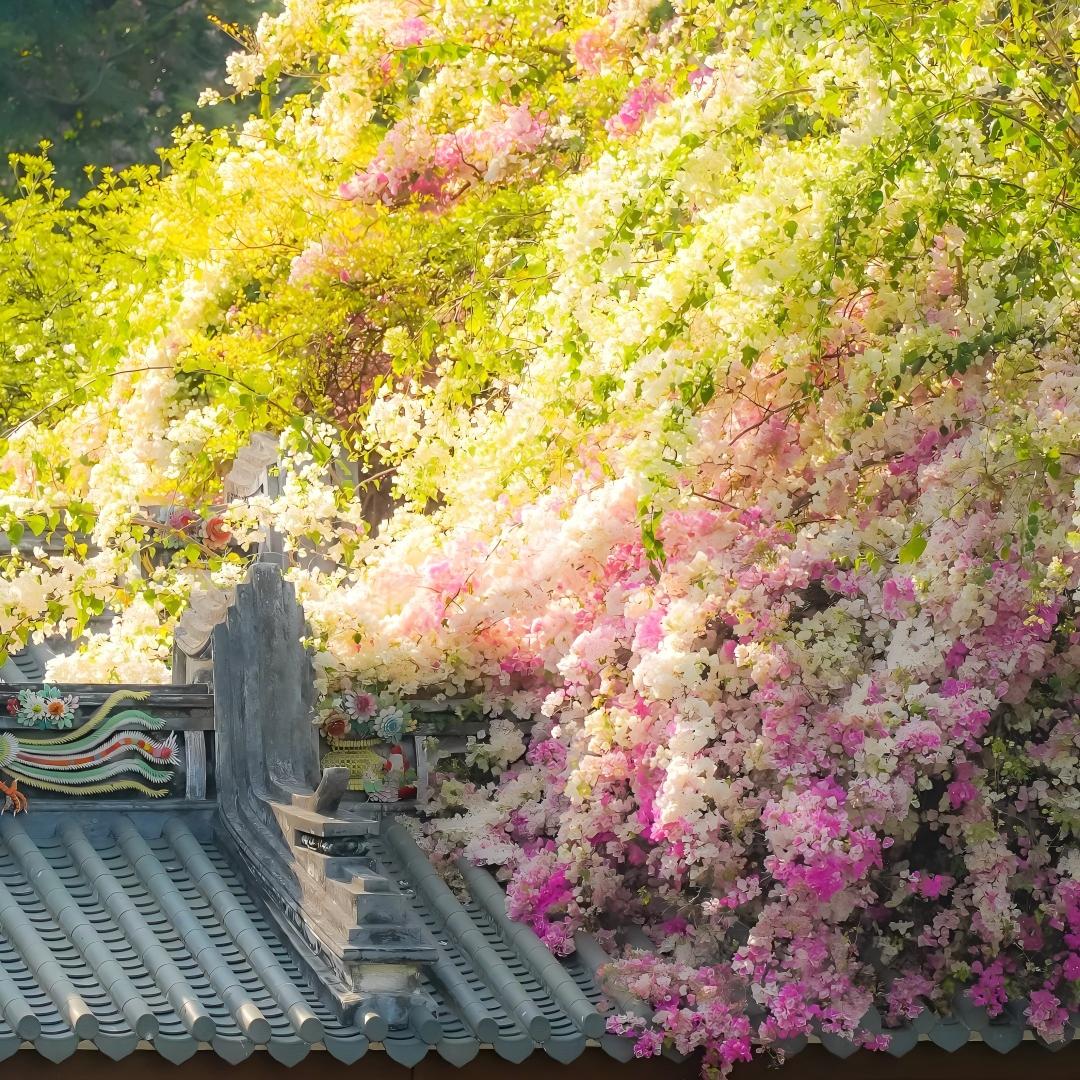 🌺 Bougainvillea Seeds-Bring Your Garden To Life