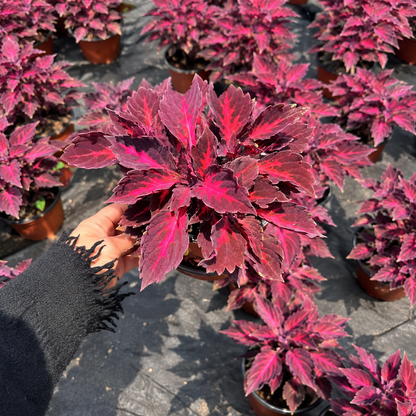 Coleus Seeds