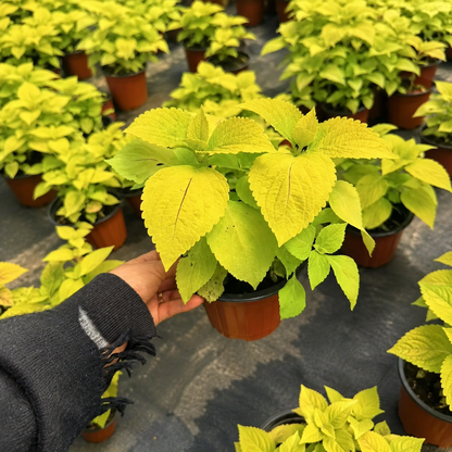 Coleus Seeds