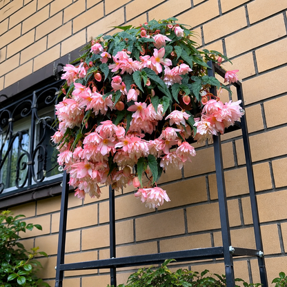 🌺 Premium Weeping Begonia Bulbs