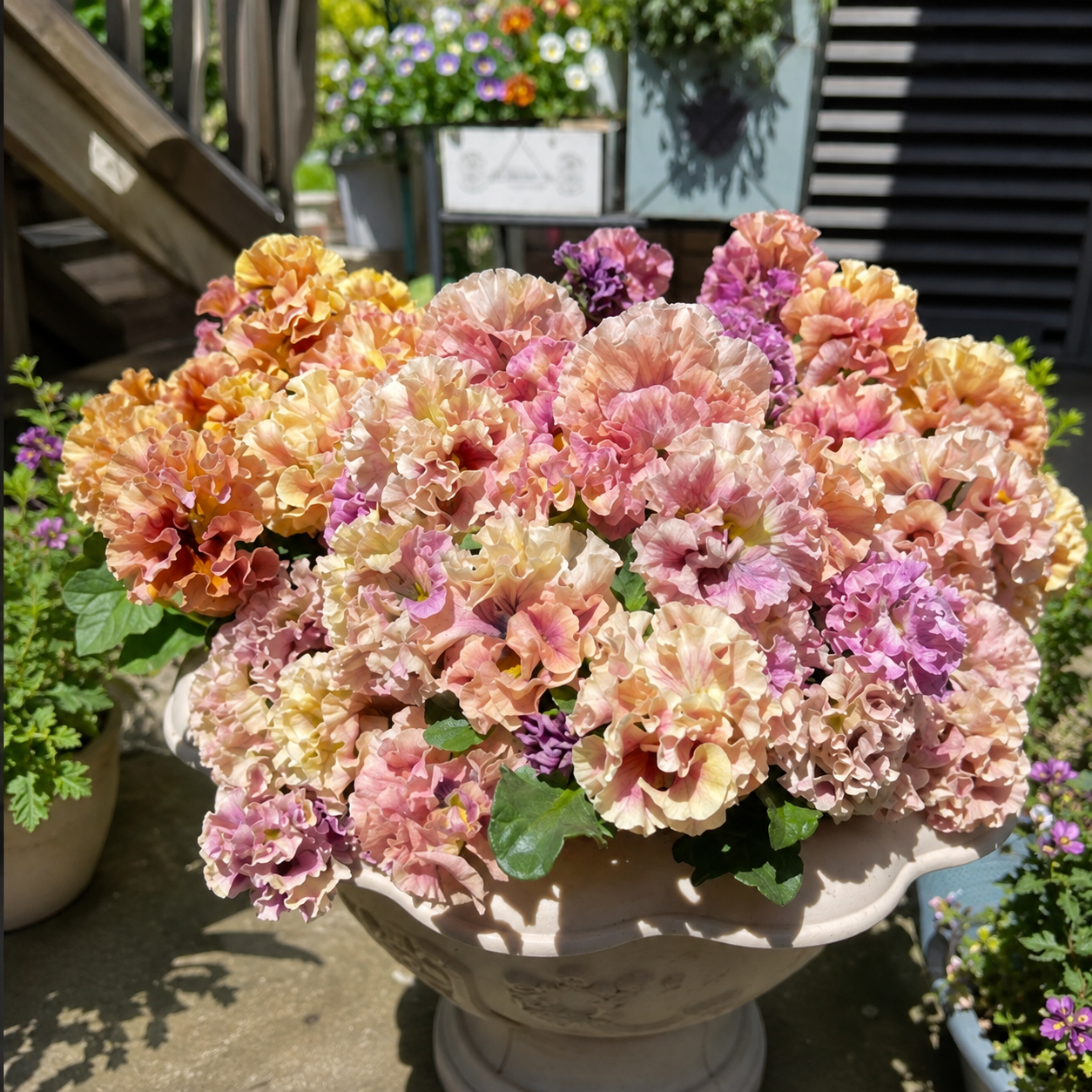 Double Ruffled Pansy Seeds-Rich Ruffled Texture