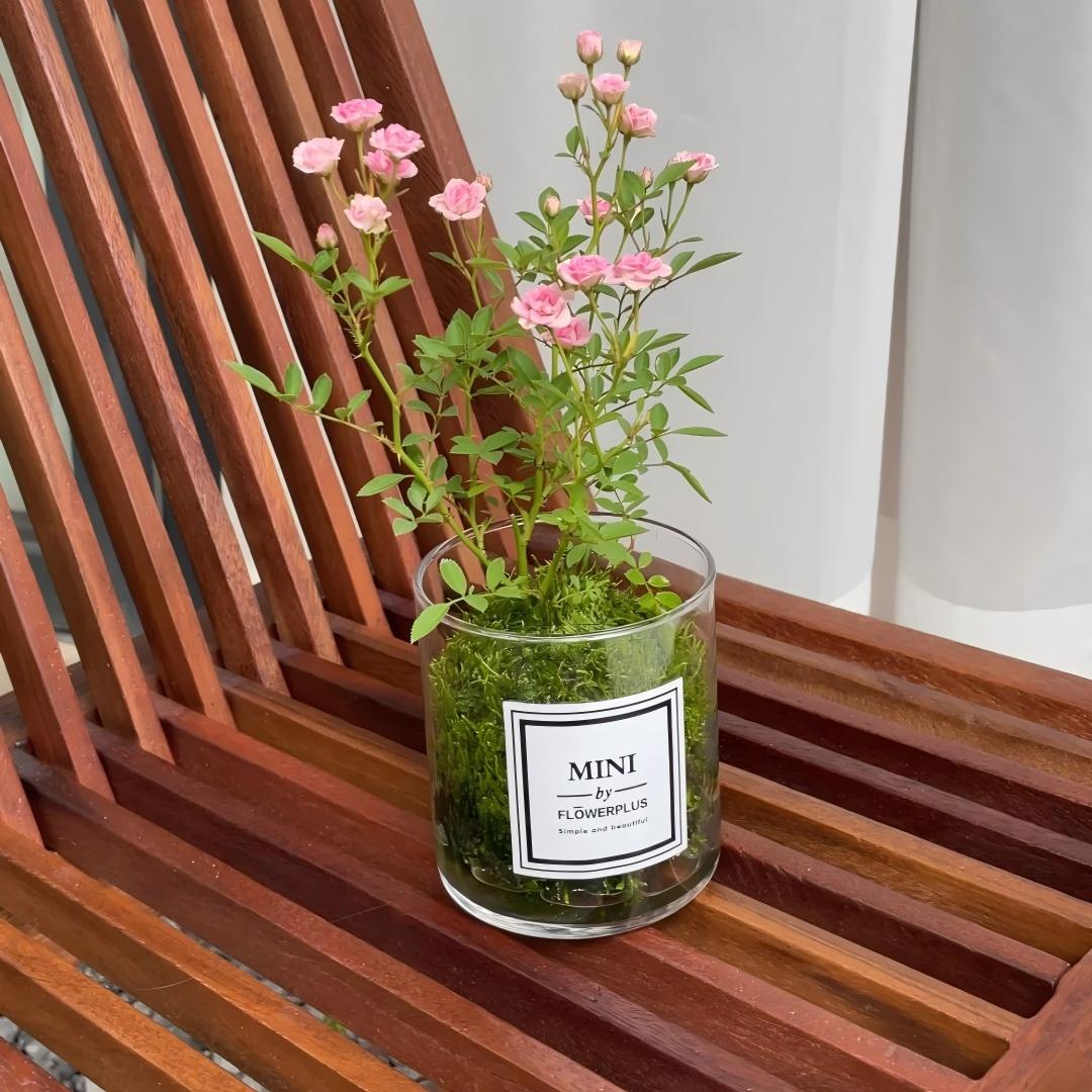 🌹Ultra-Mini Rose Hydroponic Moss Ball-Live Mini Rose Plant