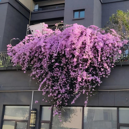 🌺 Bougainvillea Seeds-Bring Your Garden To Life