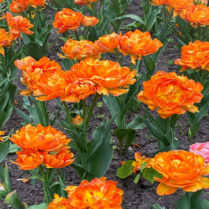 Enchanting Double Late Peony Tulips