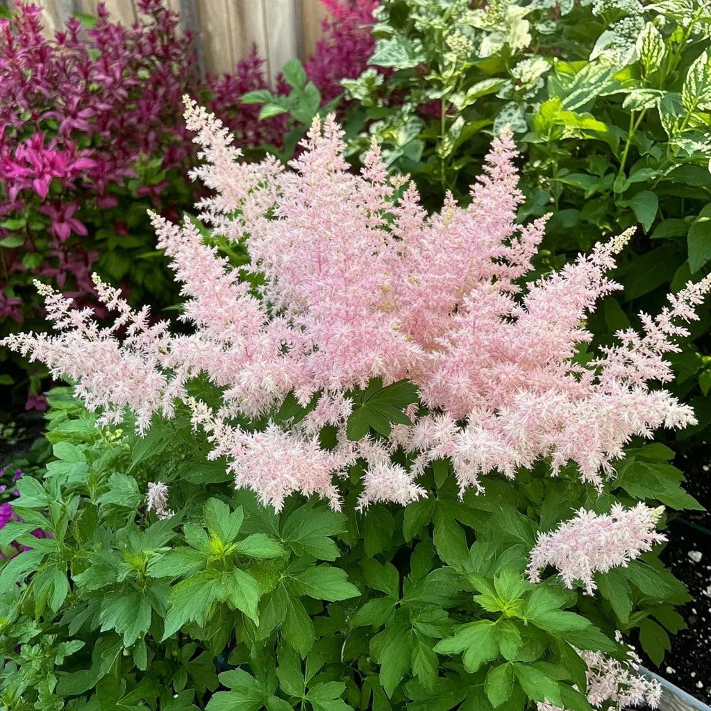 Astilbe Bulbs-Shade Loving Perennials