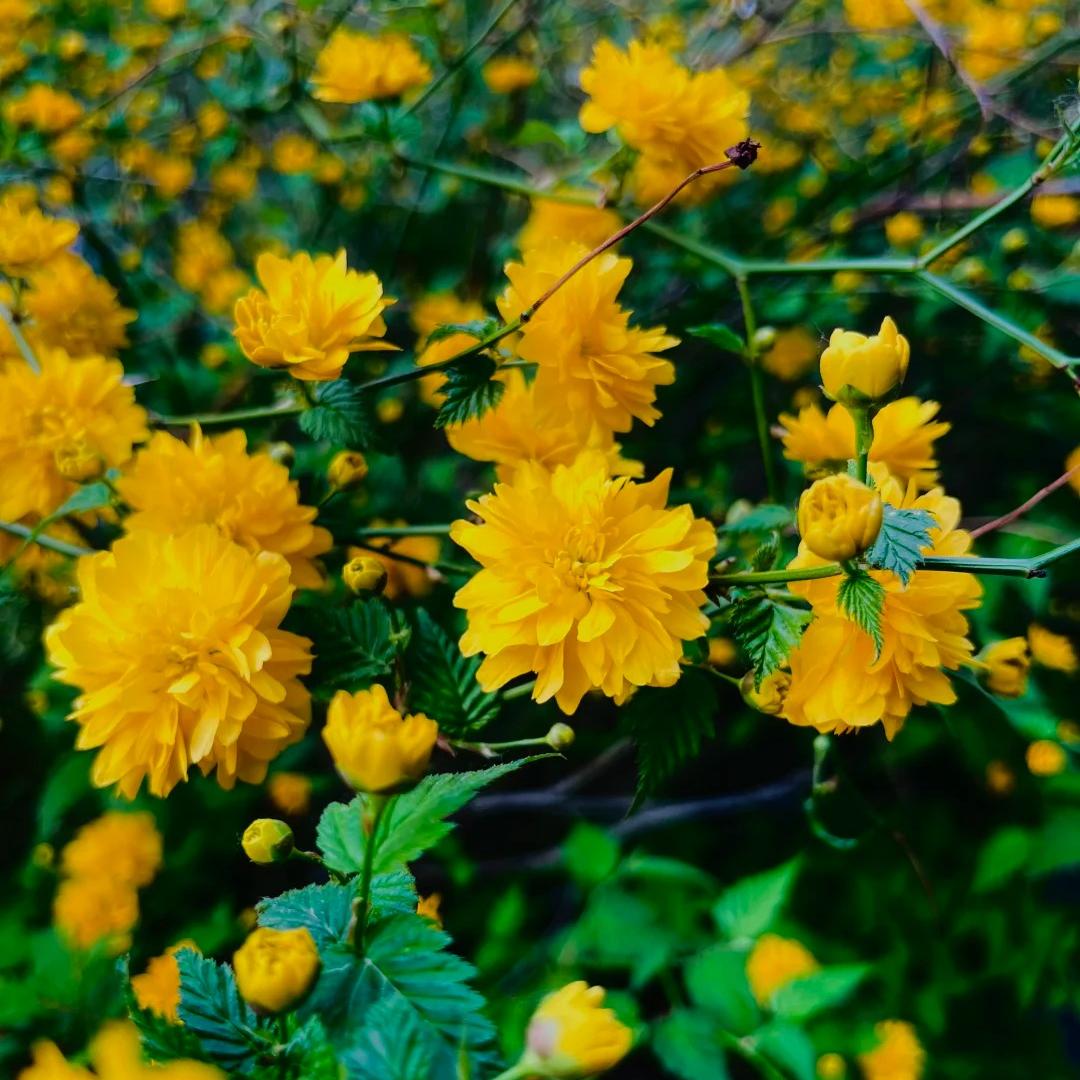 💛Double Japanese kerria—Elegant Golden Blooms
