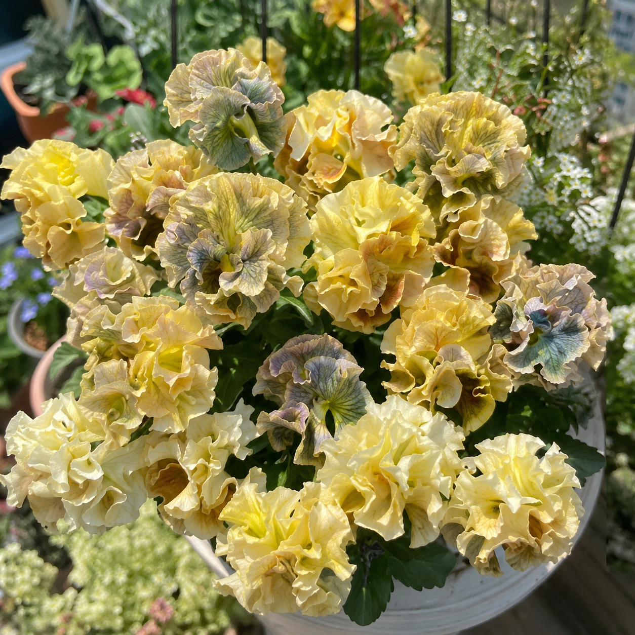 Double Ruffled Pansy Seeds-Rich Ruffled Texture