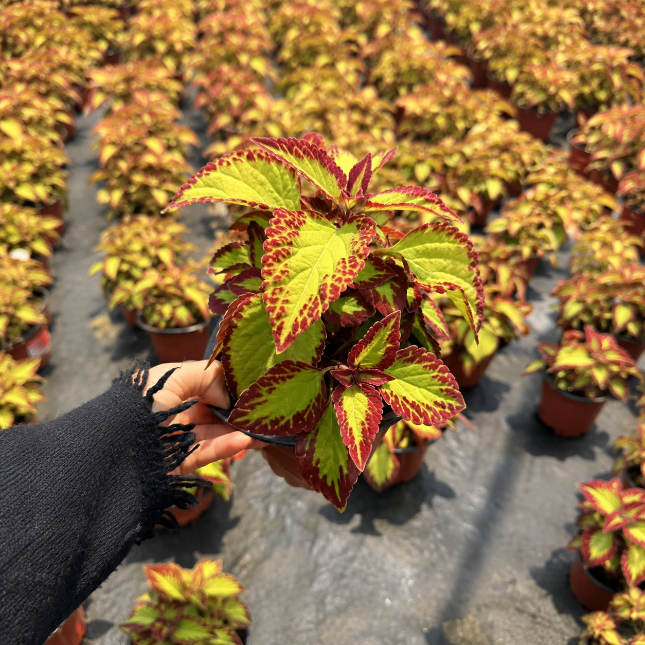 Coleus Seeds