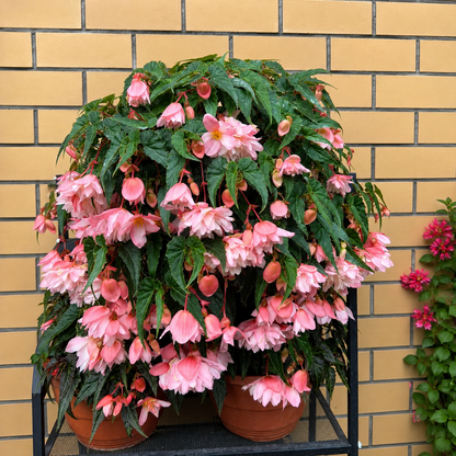 🌺 Premium Weeping Begonia Bulbs