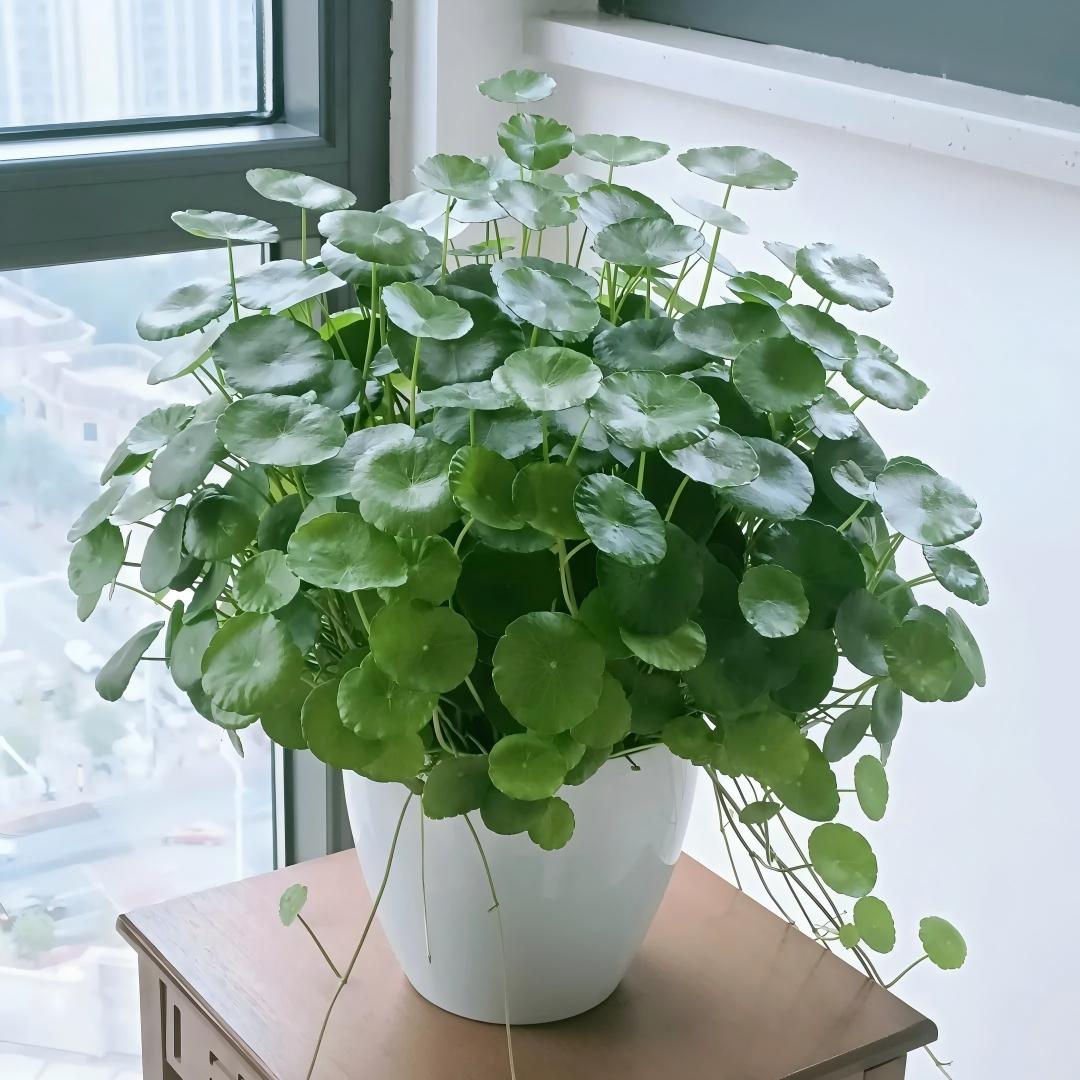 🍀 WATER PENNYWORT ROOT