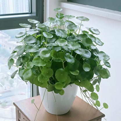 🍀 WATER PENNYWORT ROOT