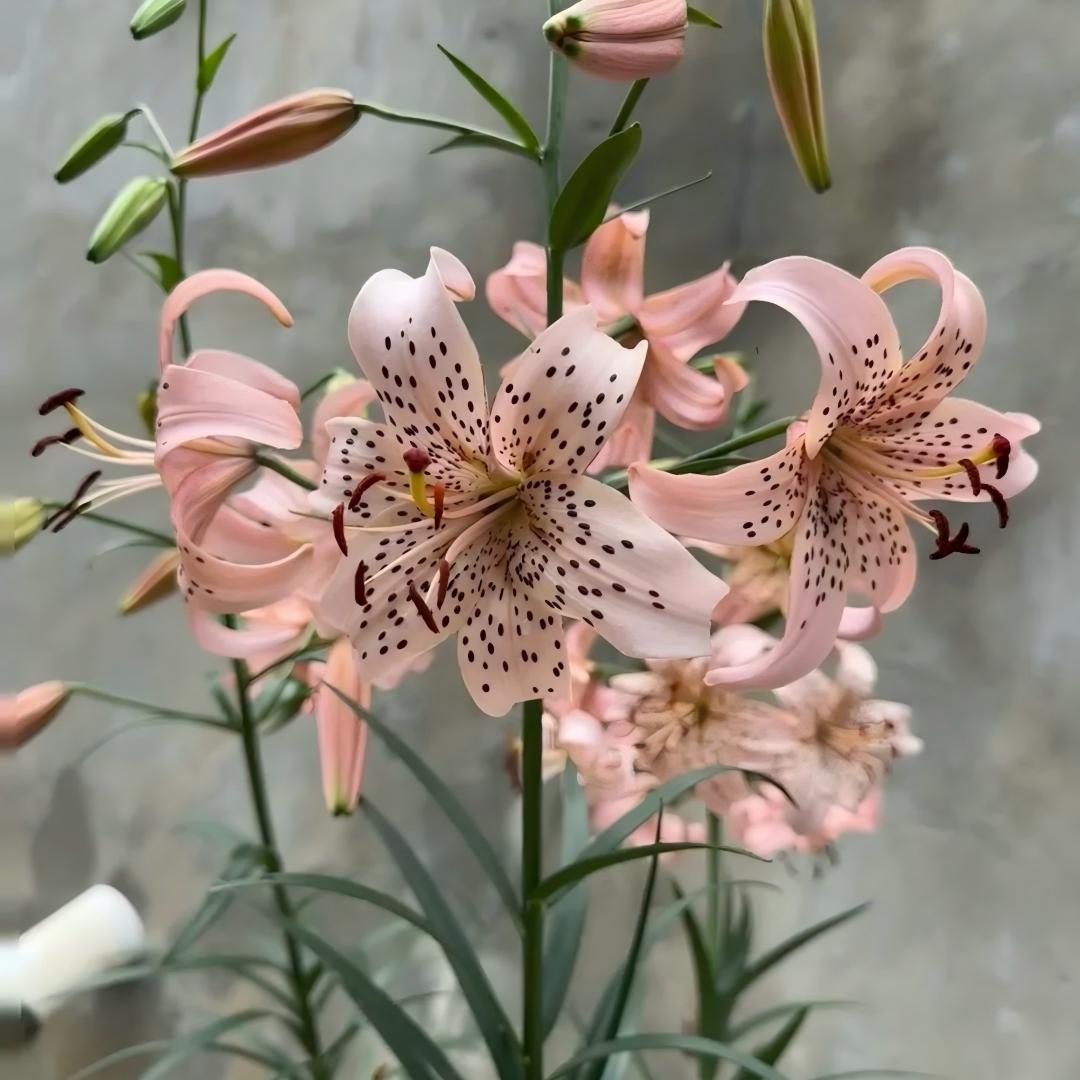 🌿 Rare Toad Lily Bulbs