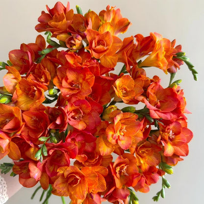Freesia Bulbs-World-Famous Fragrance