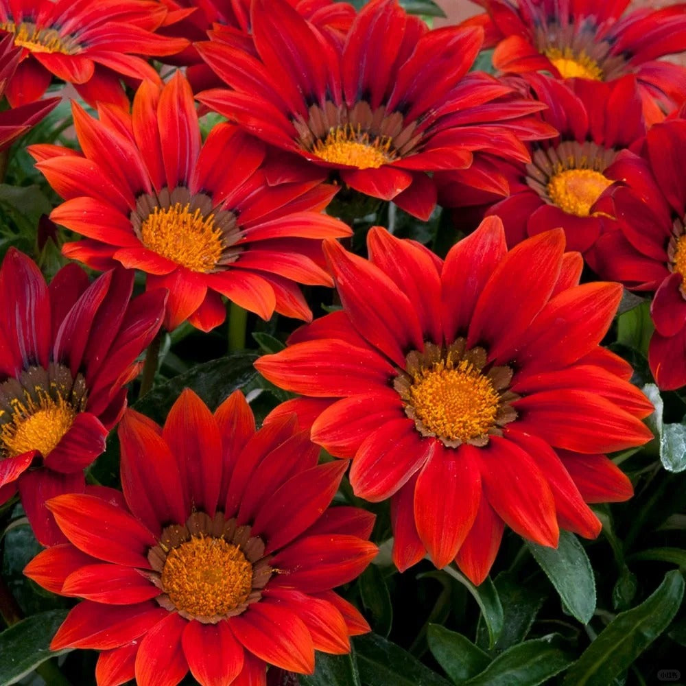 ☀️Gazania Seeds – Honor & Glory