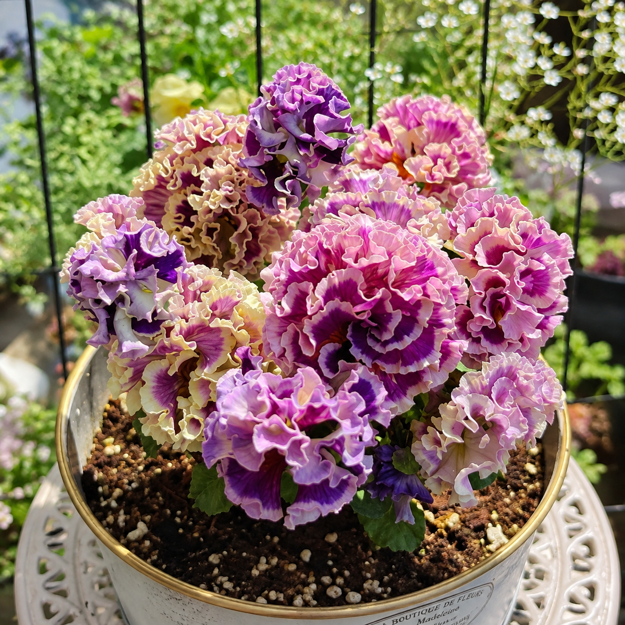 Double Ruffled Pansy Seeds-Rich Ruffled Texture
