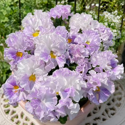 Double Ruffled Pansy Seeds-Rich Ruffled Texture