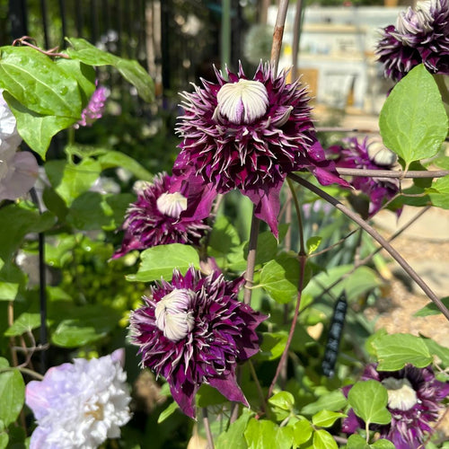 Rare 'Dark Magician’Clematis Seeds — Magic for Your Garden