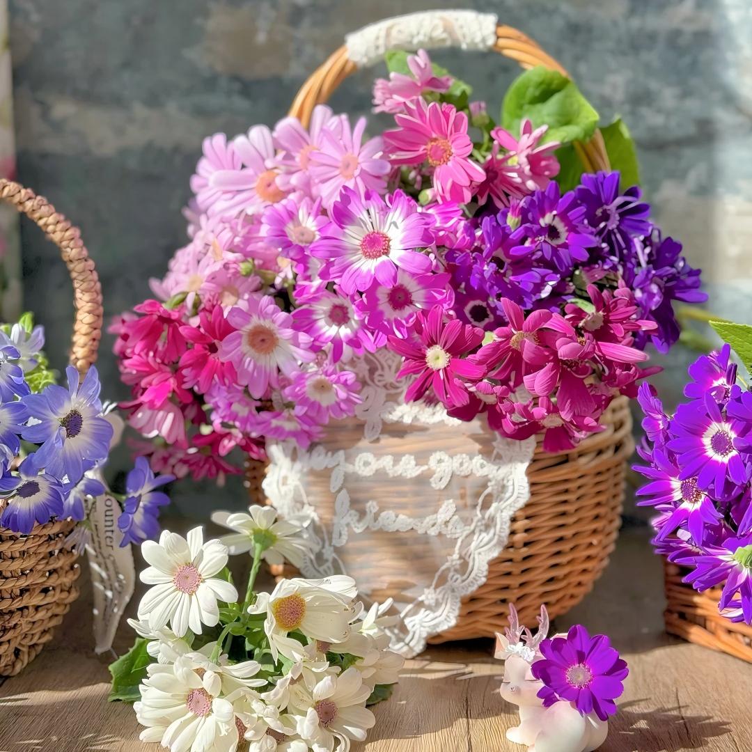 Cineraria Seeds-The Secret to a Garden Full of Color