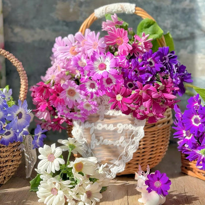 Cineraria Seeds-The Secret to a Garden Full of Color