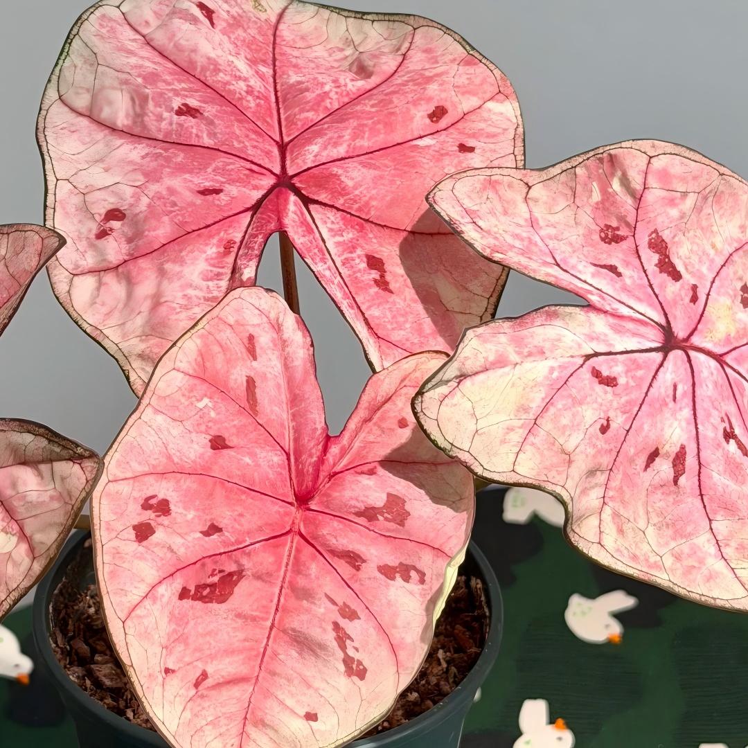 Premium Pink Caladium Bulbs – Easy Grow Indoor/Outdoor
