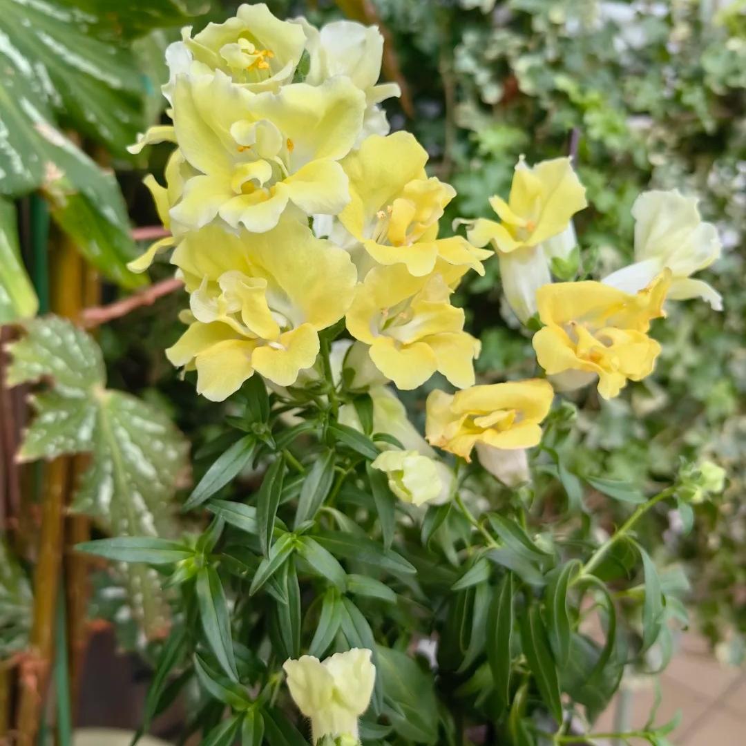 Your Garden Upgrade Starts with Snapdragons Seeds 🌼