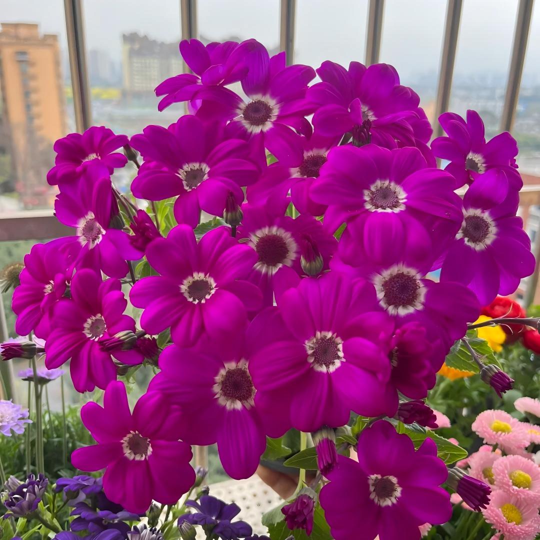 Cineraria Seeds-The Secret to a Garden Full of Color