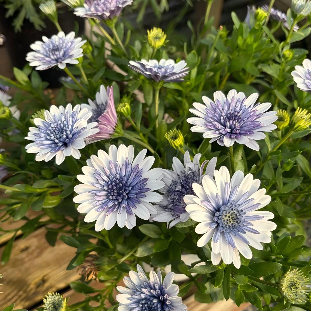 Africa Daisy Seeds-Drought-Proof Color Explosion