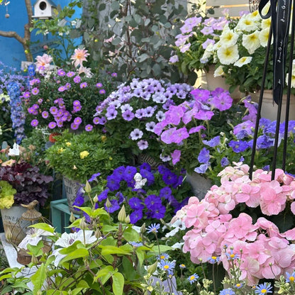 Dwarf Petunia Seeds for Pots, Baskets and Gardens🌸