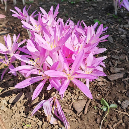 🌸 Premium Autumn Crocus Bulbs