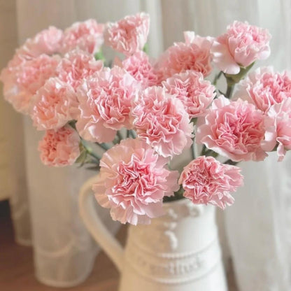 Premium Carnation Seeds