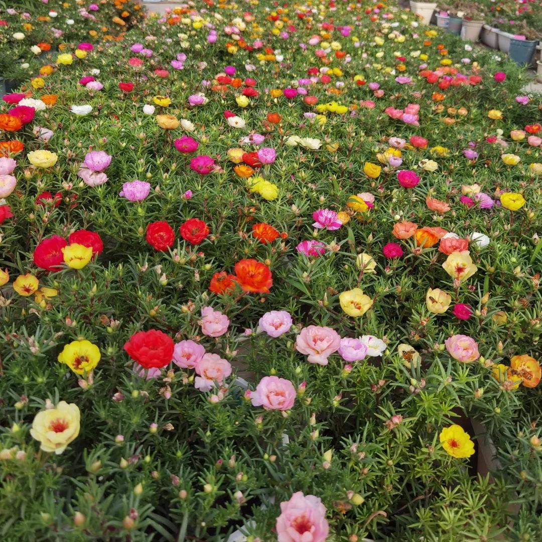 Your Happy Place Starts with Double-flowered moss rose🌈