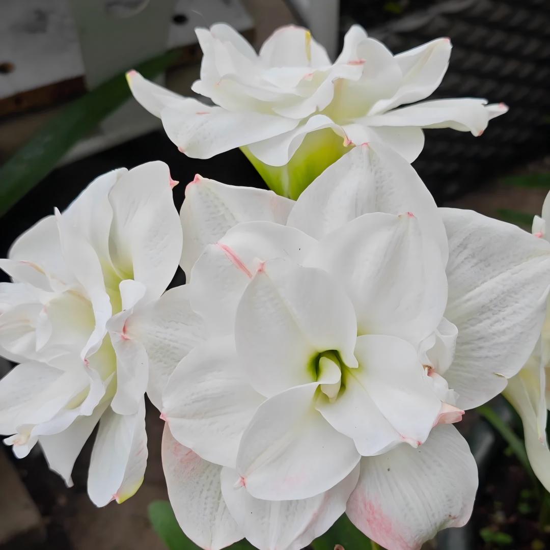 Premium Dutch Amaryllis Bulbs
