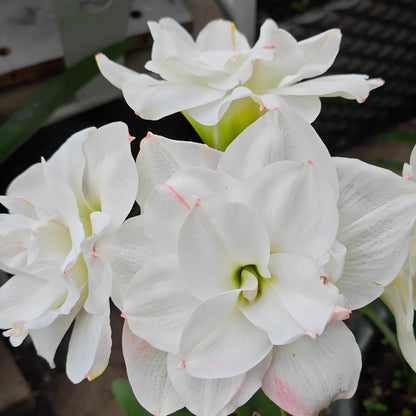 Premium Dutch Amaryllis Bulbs