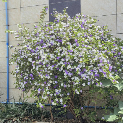 💜🤍Elegant Yesterday-Today-and-Tomorrow Seeds