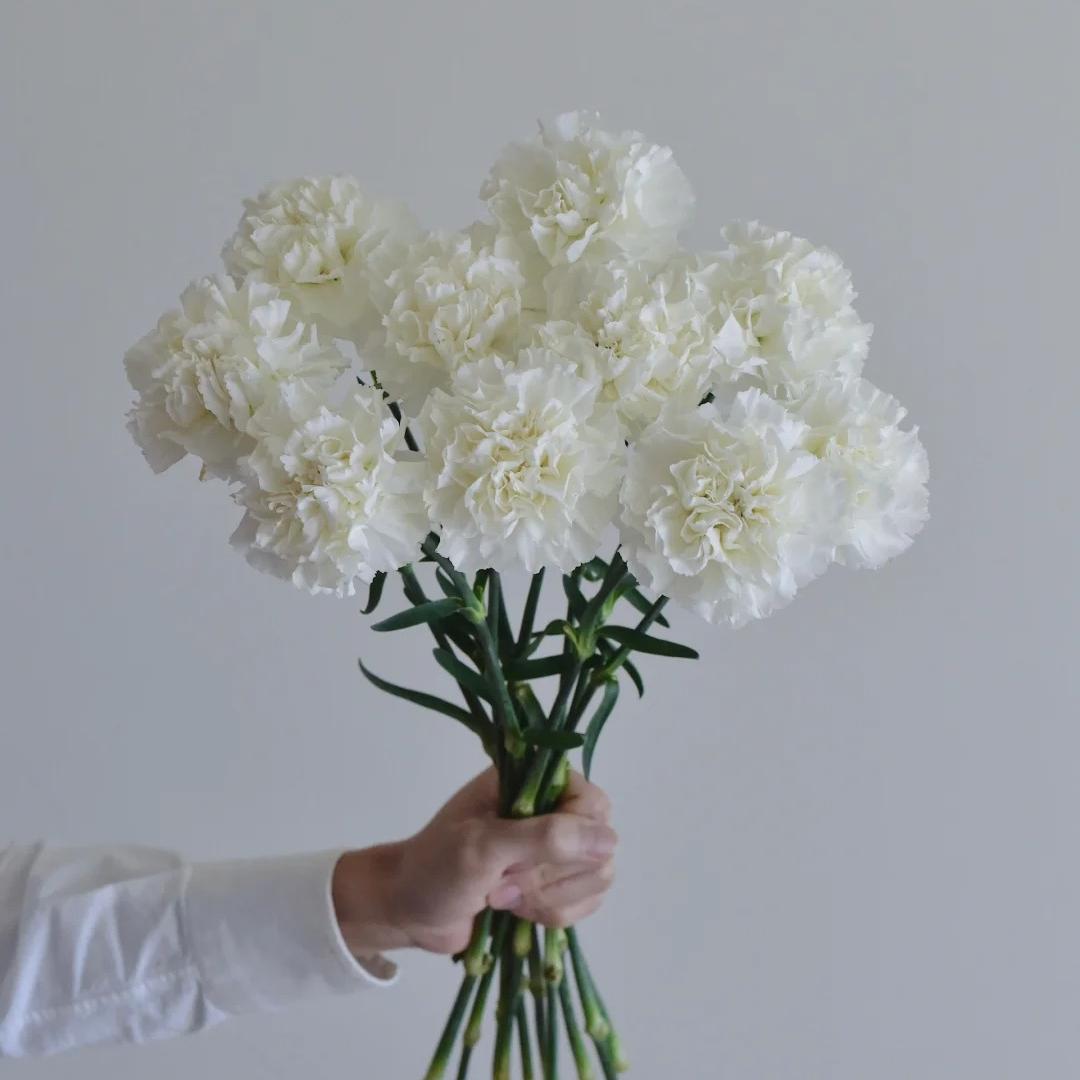 Premium Carnation Seeds