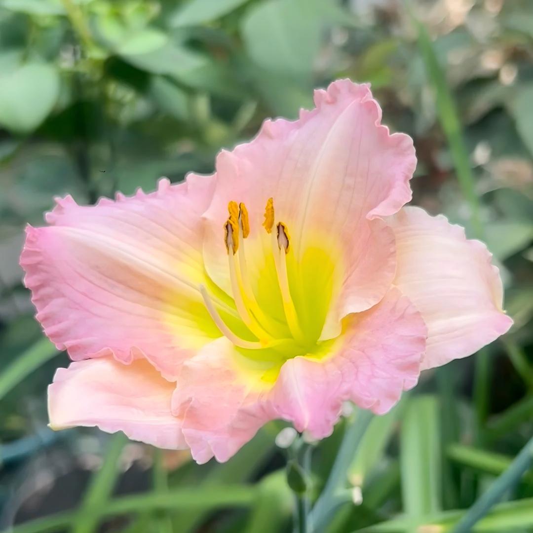 Large-Flowered Daylily Seeds-Big Bloom Garden Favorite