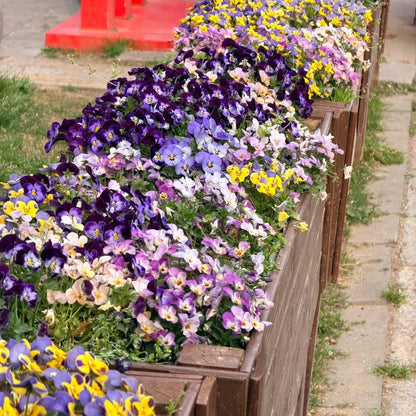 Bring a Splash of Color to Your Garden with Pansies Seeds 🌈