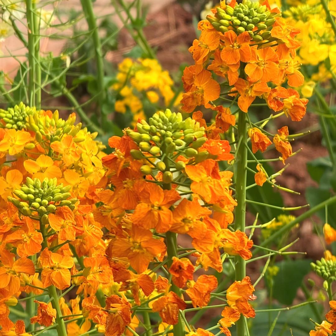 Multi-Color Canola Flower Seeds