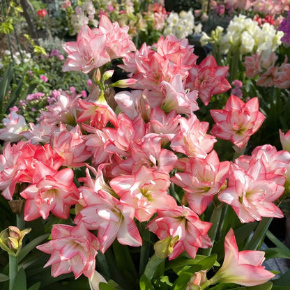 Premium Dutch Amaryllis Bulbs