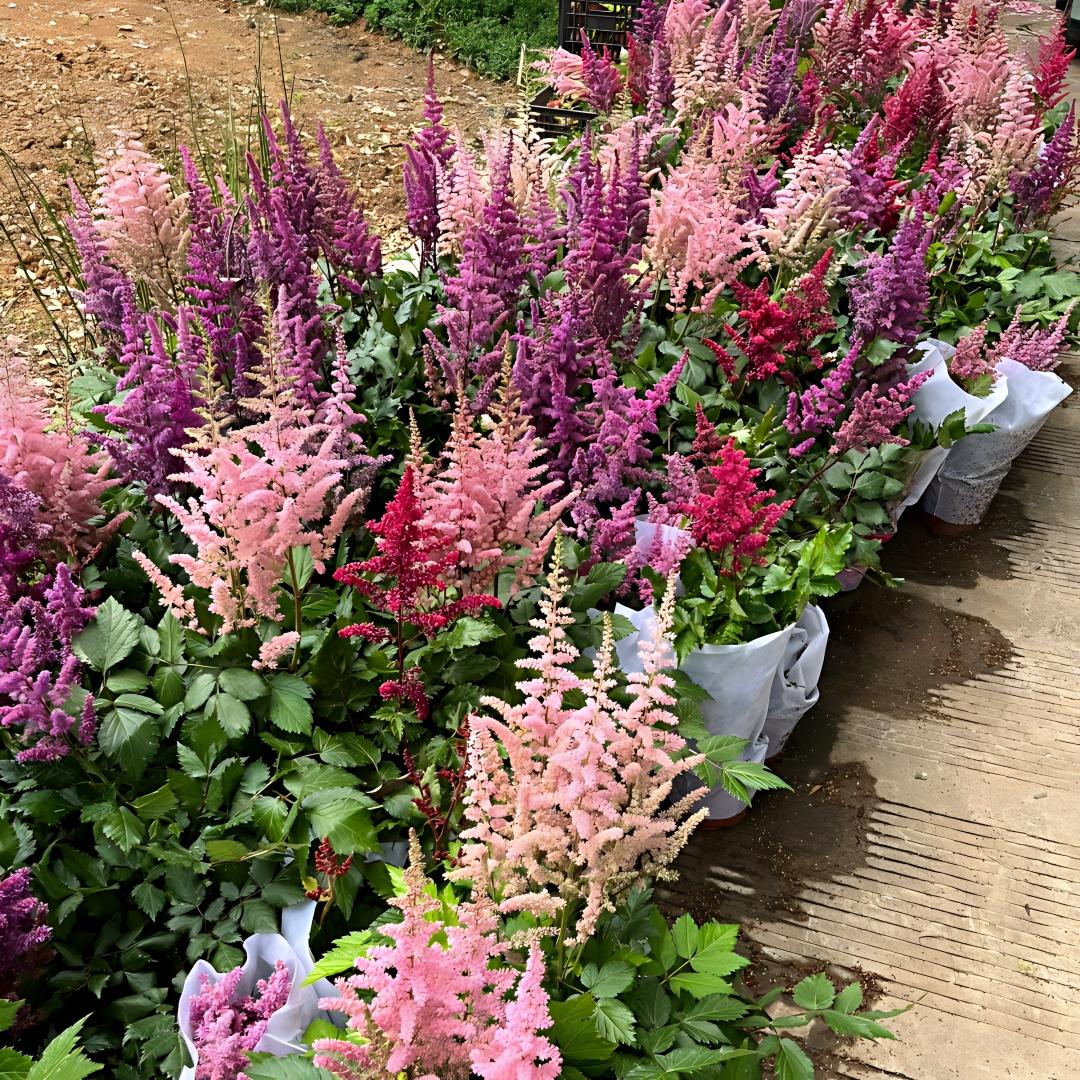 Astilbe Bulbs-Shade Loving Perennials