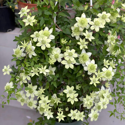 Clematis Seeds-The Queen of Climbing Vines