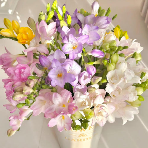 Freesia Bulbs-World-Famous Fragrance