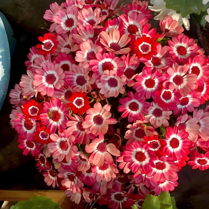 Cineraria Seeds-The Secret to a Garden Full of Color