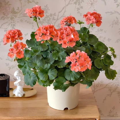 Geranium Seeds