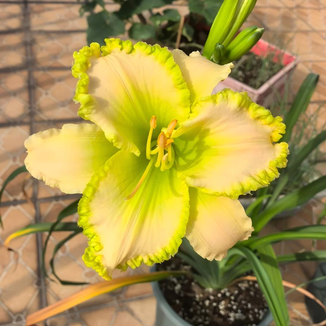 Large-Flowered Daylily Seeds-Big Bloom Garden Favorite