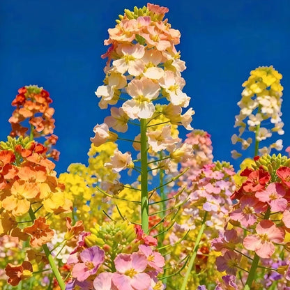 Multi-Color Canola Flower Seeds