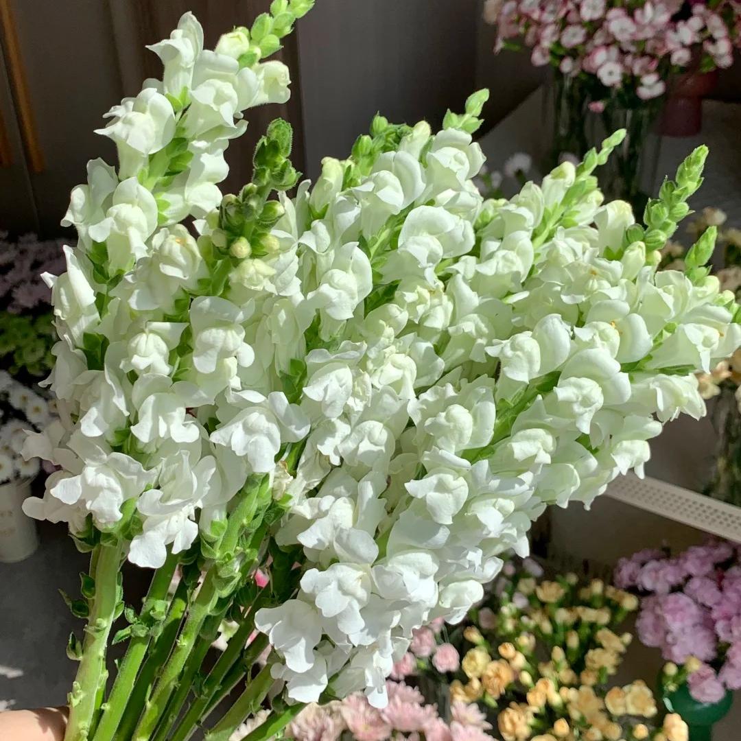 Your Garden Upgrade Starts with Snapdragons Seeds 🌼
