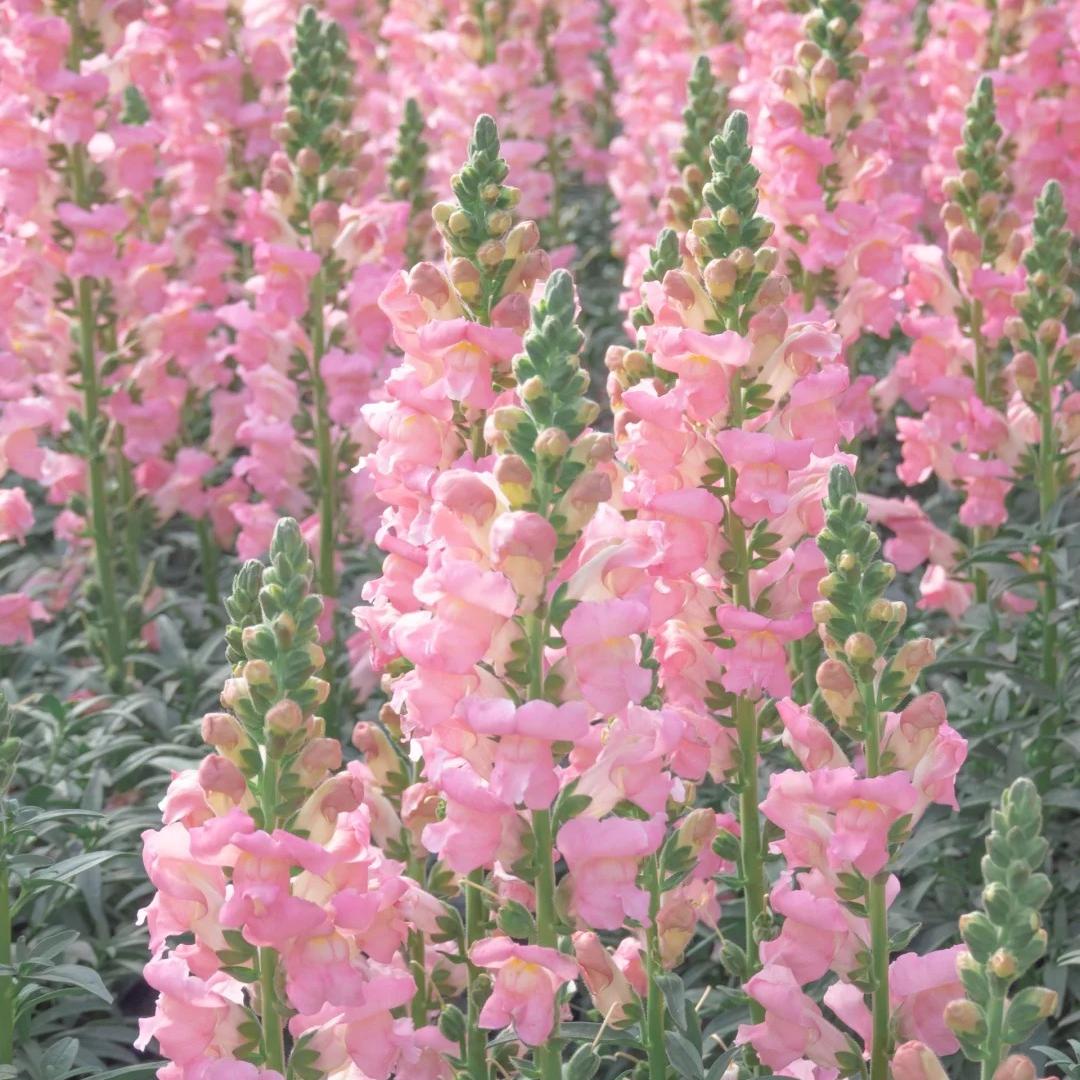 Your Garden Upgrade Starts with Snapdragons Seeds 🌼