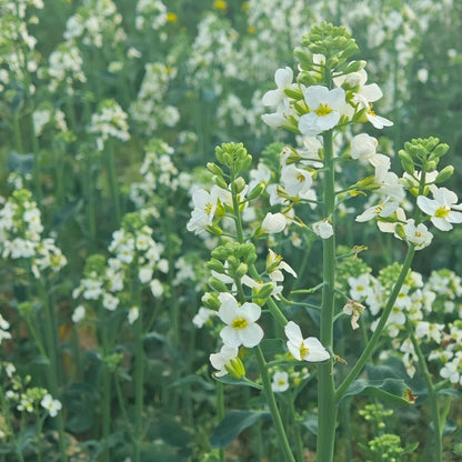 Multi-Color Canola Flower Seeds