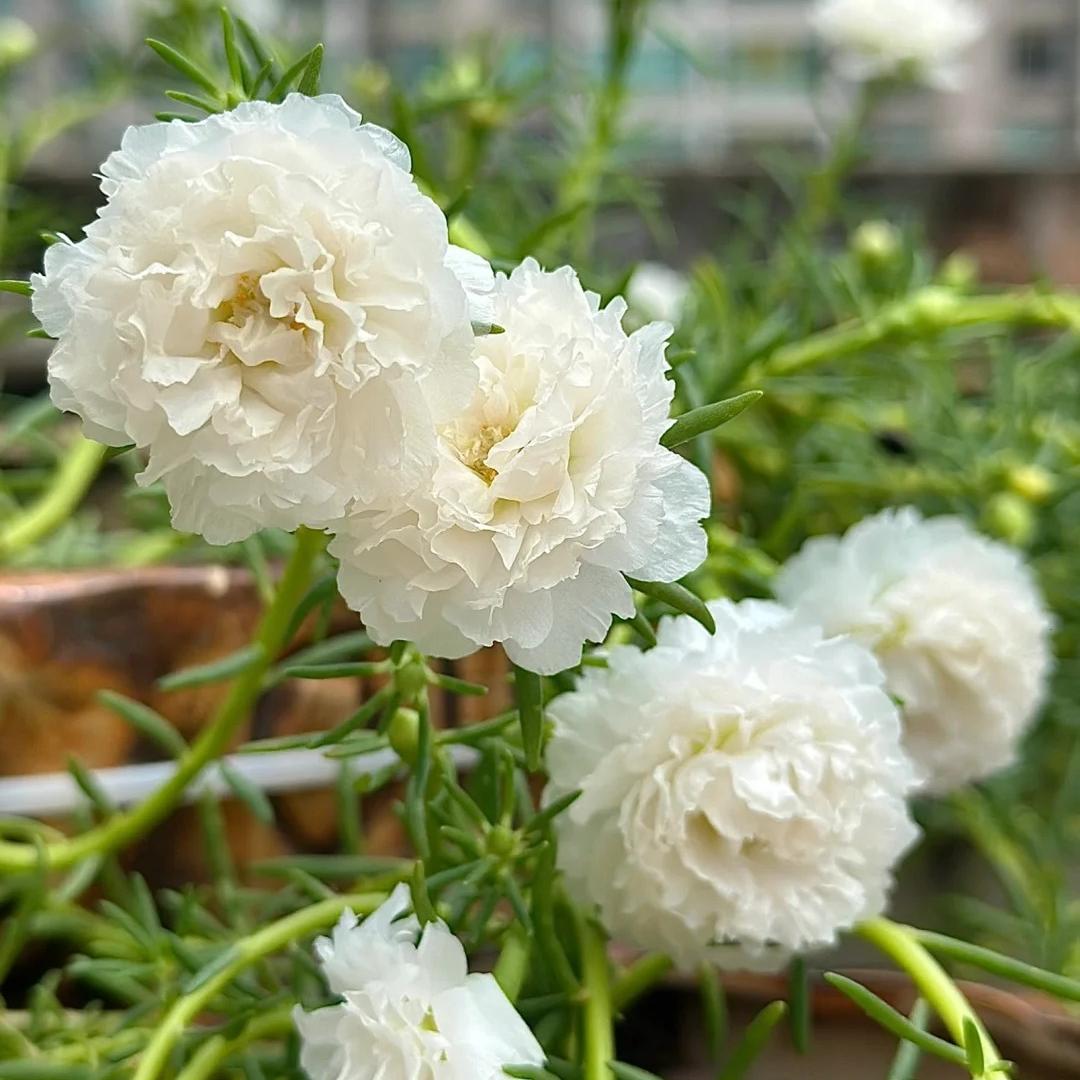 Your Happy Place Starts with Double-flowered moss rose🌈